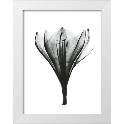 Blooming Nature White Modern Wood Framed Art Print by Koetsier, Albert