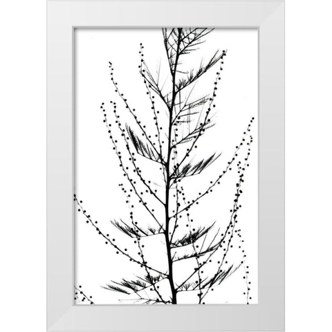 Accasia White Modern Wood Framed Art Print by Koetsier, Albert