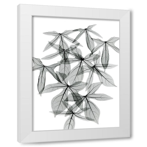 Aralia White Modern Wood Framed Art Print by Koetsier, Albert