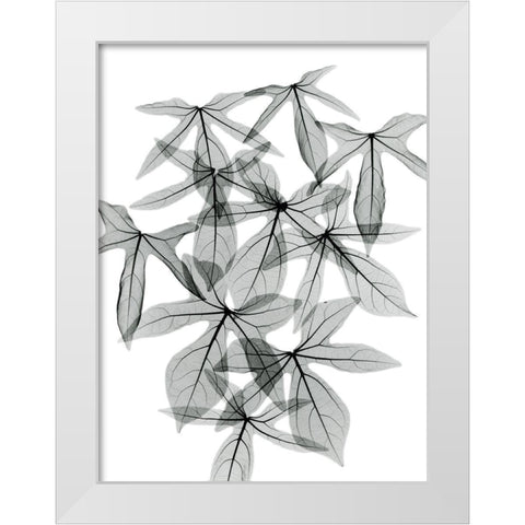 Aralia White Modern Wood Framed Art Print by Koetsier, Albert