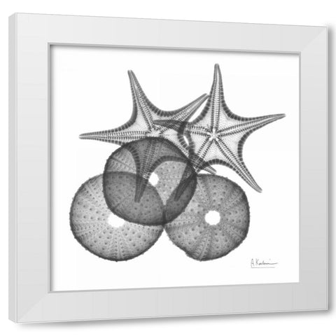 Sea Urchin and Starfish White Modern Wood Framed Art Print by Koetsier, Albert