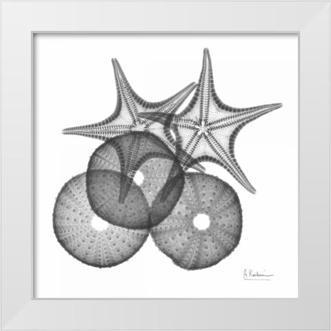 Sea Urchin and Starfish White Modern Wood Framed Art Print by Koetsier, Albert