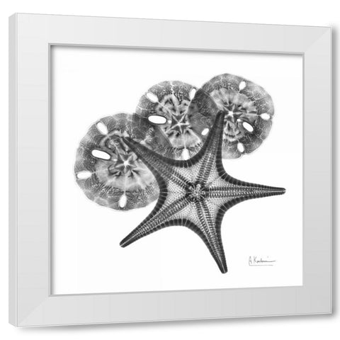 Starfish and Sand Dollar White Modern Wood Framed Art Print by Koetsier, Albert