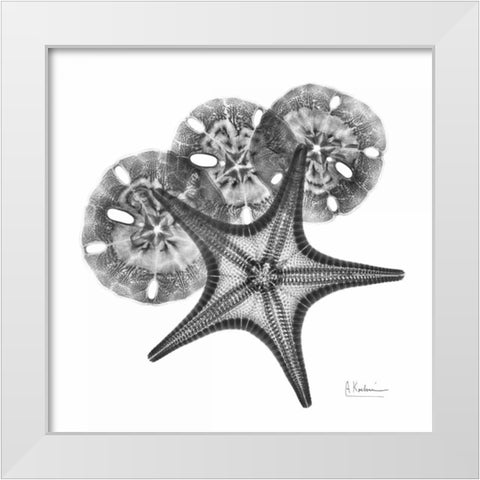 Starfish and Sand Dollar White Modern Wood Framed Art Print by Koetsier, Albert