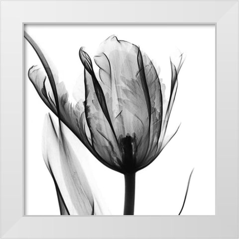 High Contrast Tulip White Modern Wood Framed Art Print by Koetsier, Albert