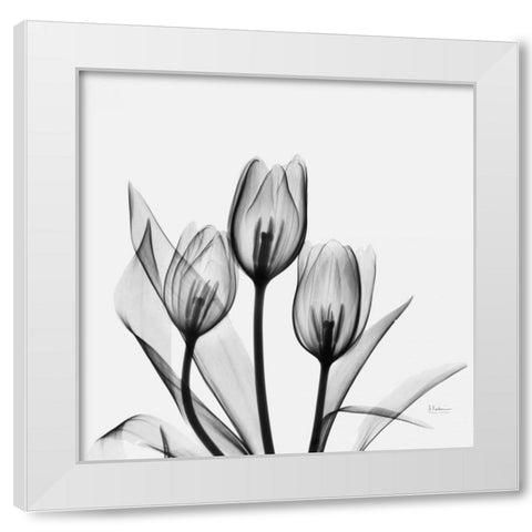 Tulips White Modern Wood Framed Art Print by Koetsier, Albert