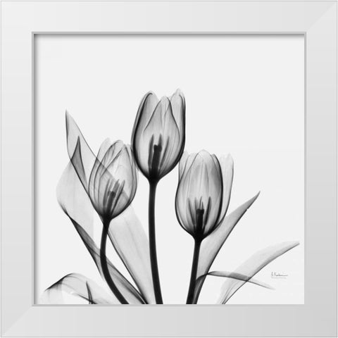 Tulips White Modern Wood Framed Art Print by Koetsier, Albert