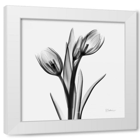 Tulips White Modern Wood Framed Art Print by Koetsier, Albert