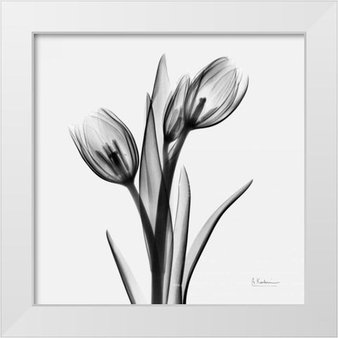 Tulips White Modern Wood Framed Art Print by Koetsier, Albert