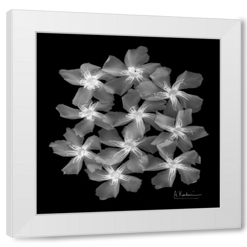 Oleander X-Ray White Modern Wood Framed Art Print by Koetsier, Albert