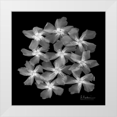 Oleander X-Ray White Modern Wood Framed Art Print by Koetsier, Albert