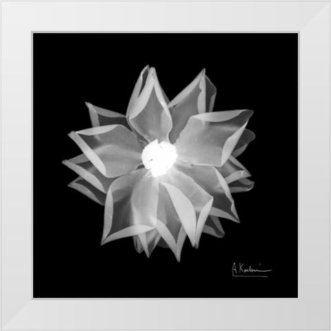 Rose Petals 1 White Modern Wood Framed Art Print by Koetsier, Albert