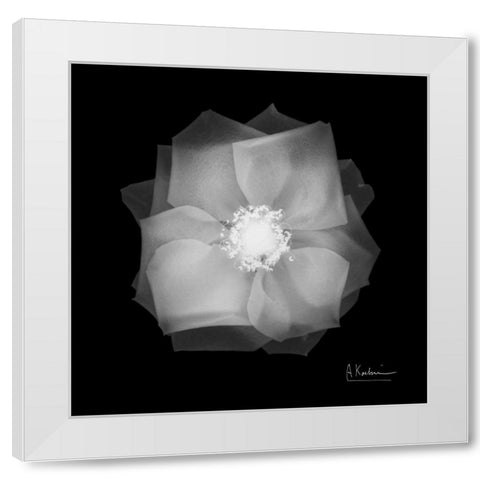 Rose Petals 2 White Modern Wood Framed Art Print by Koetsier, Albert