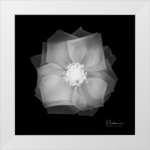 Rose Petals 2 White Modern Wood Framed Art Print by Koetsier, Albert