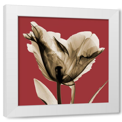 Red Luster Tulip White Modern Wood Framed Art Print by Koetsier, Albert