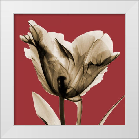 Red Luster Tulip White Modern Wood Framed Art Print by Koetsier, Albert