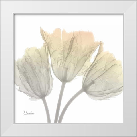 Sunday Morning Tulips White Modern Wood Framed Art Print by Koetsier, Albert