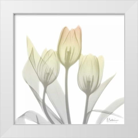 Sunday Morning Tulips Two White Modern Wood Framed Art Print by Koetsier, Albert