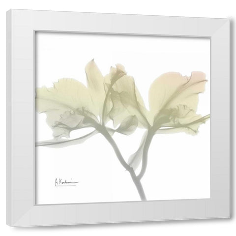 Sunday Morning Orchid White Modern Wood Framed Art Print by Koetsier, Albert