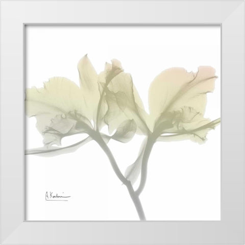 Sunday Morning Orchid White Modern Wood Framed Art Print by Koetsier, Albert