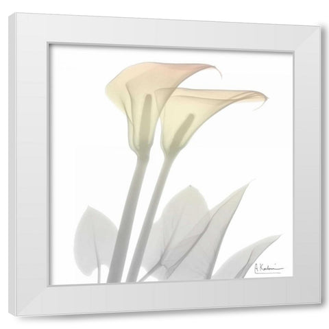 Sunday Morning Calla Lily White Modern Wood Framed Art Print by Koetsier, Albert