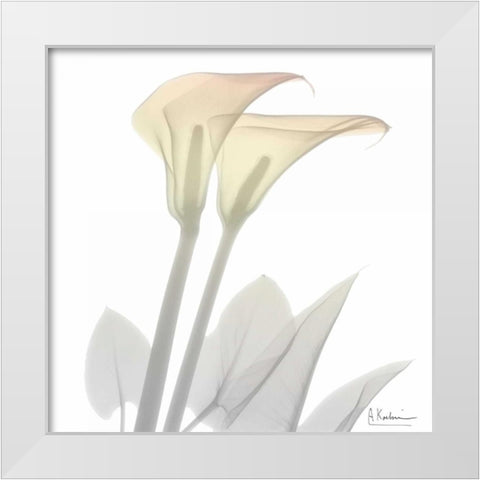 Sunday Morning Calla Lily White Modern Wood Framed Art Print by Koetsier, Albert