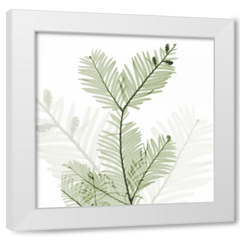 Sage Sequoia White Modern Wood Framed Art Print by Koetsier, Albert