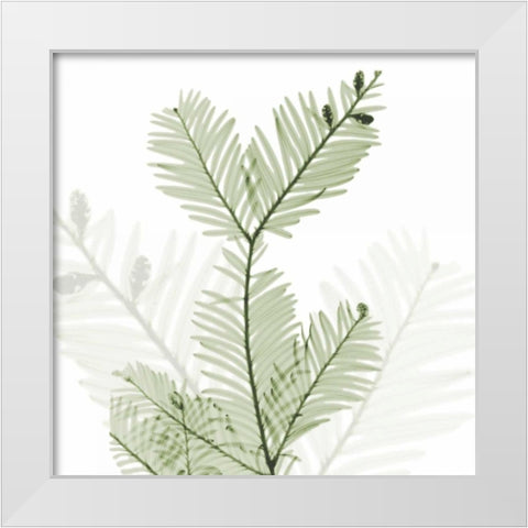 Sage Sequoia White Modern Wood Framed Art Print by Koetsier, Albert