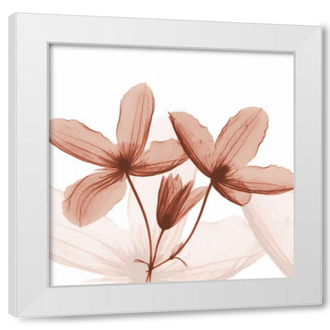 Journey Clematis White Modern Wood Framed Art Print by Koetsier, Albert