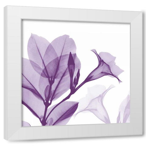 Lavender Mandelilla White Modern Wood Framed Art Print by Koetsier, Albert