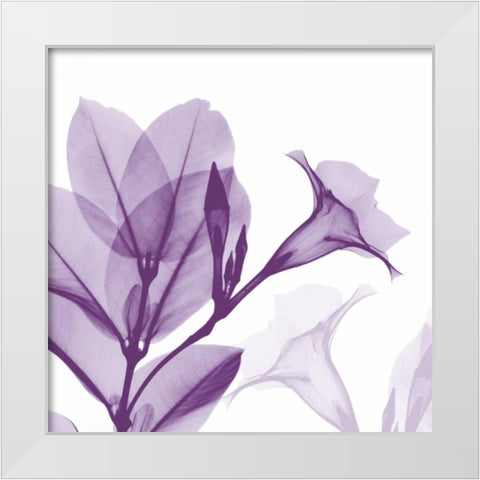 Lavender Mandelilla White Modern Wood Framed Art Print by Koetsier, Albert