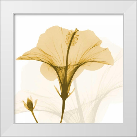 Orange Hibiscus Wave White Modern Wood Framed Art Print by Koetsier, Albert