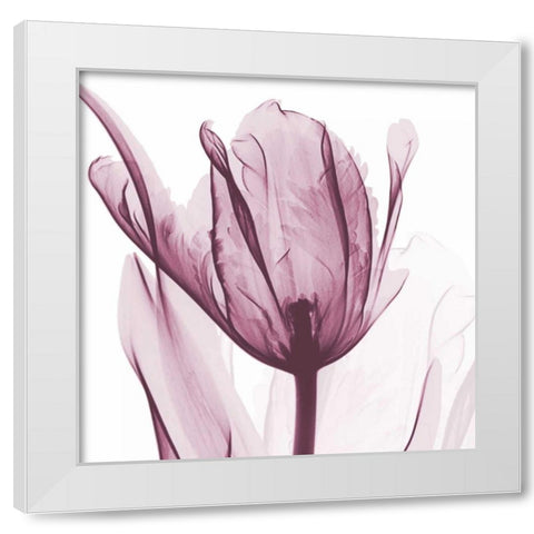 The Purple Tulip White Modern Wood Framed Art Print by Koetsier, Albert