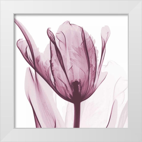 The Purple Tulip White Modern Wood Framed Art Print by Koetsier, Albert