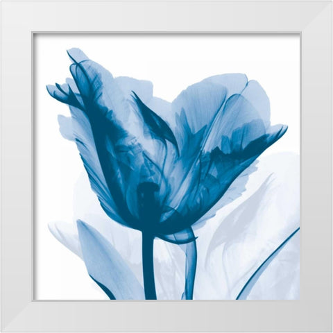 Lusty Blue Tulip White Modern Wood Framed Art Print by Koetsier, Albert