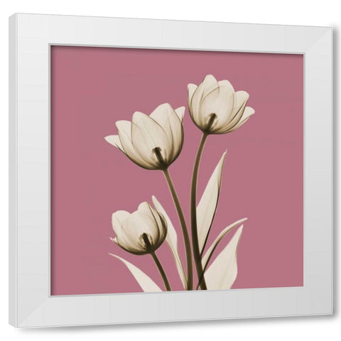 Pink Luster Tulips White Modern Wood Framed Art Print by Koetsier, Albert