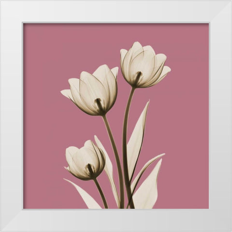 Pink Luster Tulips White Modern Wood Framed Art Print by Koetsier, Albert