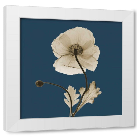 Luster Iceland Poppy White Modern Wood Framed Art Print by Koetsier, Albert