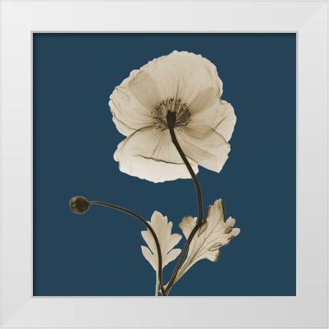 Luster Iceland Poppy White Modern Wood Framed Art Print by Koetsier, Albert