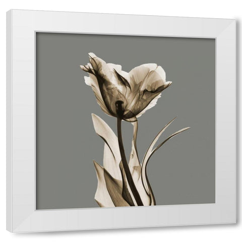 Gray Luster Tulip White Modern Wood Framed Art Print by Koetsier, Albert