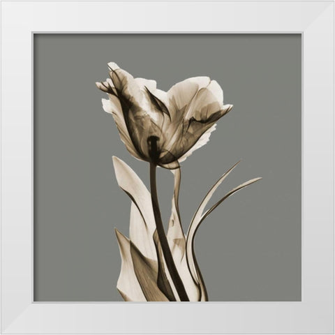 Gray Luster Tulip White Modern Wood Framed Art Print by Koetsier, Albert