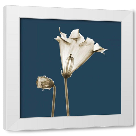 Blue Luster Gloxinia White Modern Wood Framed Art Print by Koetsier, Albert