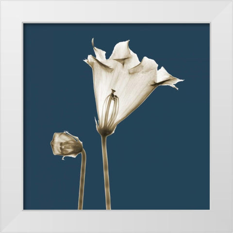 Blue Luster Gloxinia White Modern Wood Framed Art Print by Koetsier, Albert