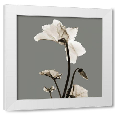 Gray Luster Cyclamen White Modern Wood Framed Art Print by Koetsier, Albert