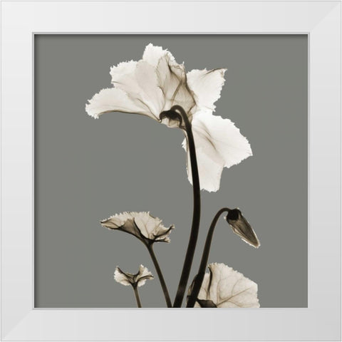 Gray Luster Cyclamen White Modern Wood Framed Art Print by Koetsier, Albert