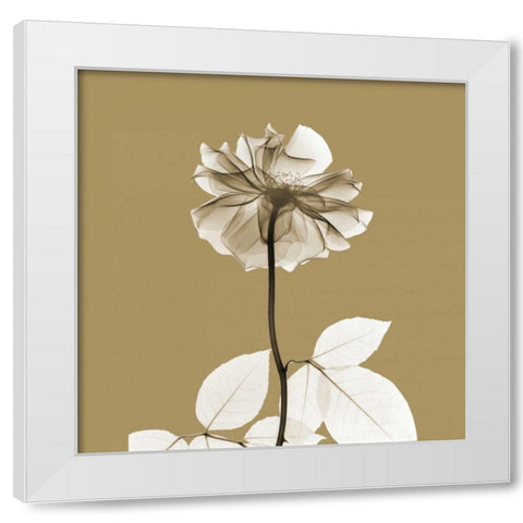 Brown Luster Rose White Modern Wood Framed Art Print by Koetsier, Albert