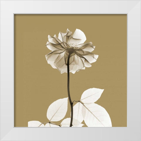 Brown Luster Rose White Modern Wood Framed Art Print by Koetsier, Albert