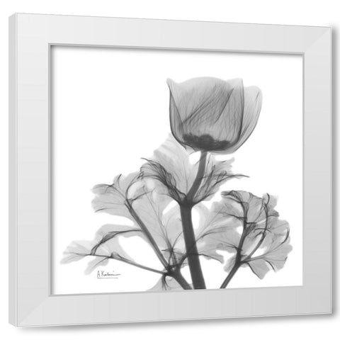 Lonely Anemone White Modern Wood Framed Art Print by Koetsier, Albert