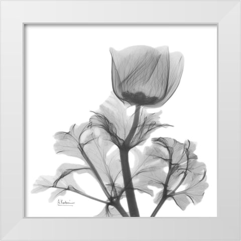 Lonely Anemone White Modern Wood Framed Art Print by Koetsier, Albert