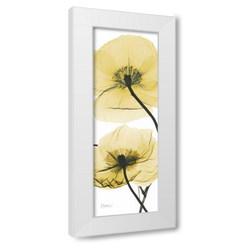 Iceland Poppy Yellow White Modern Wood Framed Art Print by Koetsier, Albert